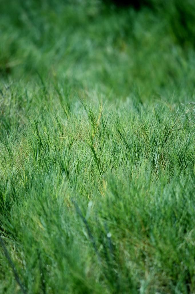 Saltgrass (Distichlis Spicata)Once Common Throughout The Las Vegas
